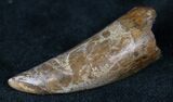 Nanotyrannus Tooth - Montana #13146-1